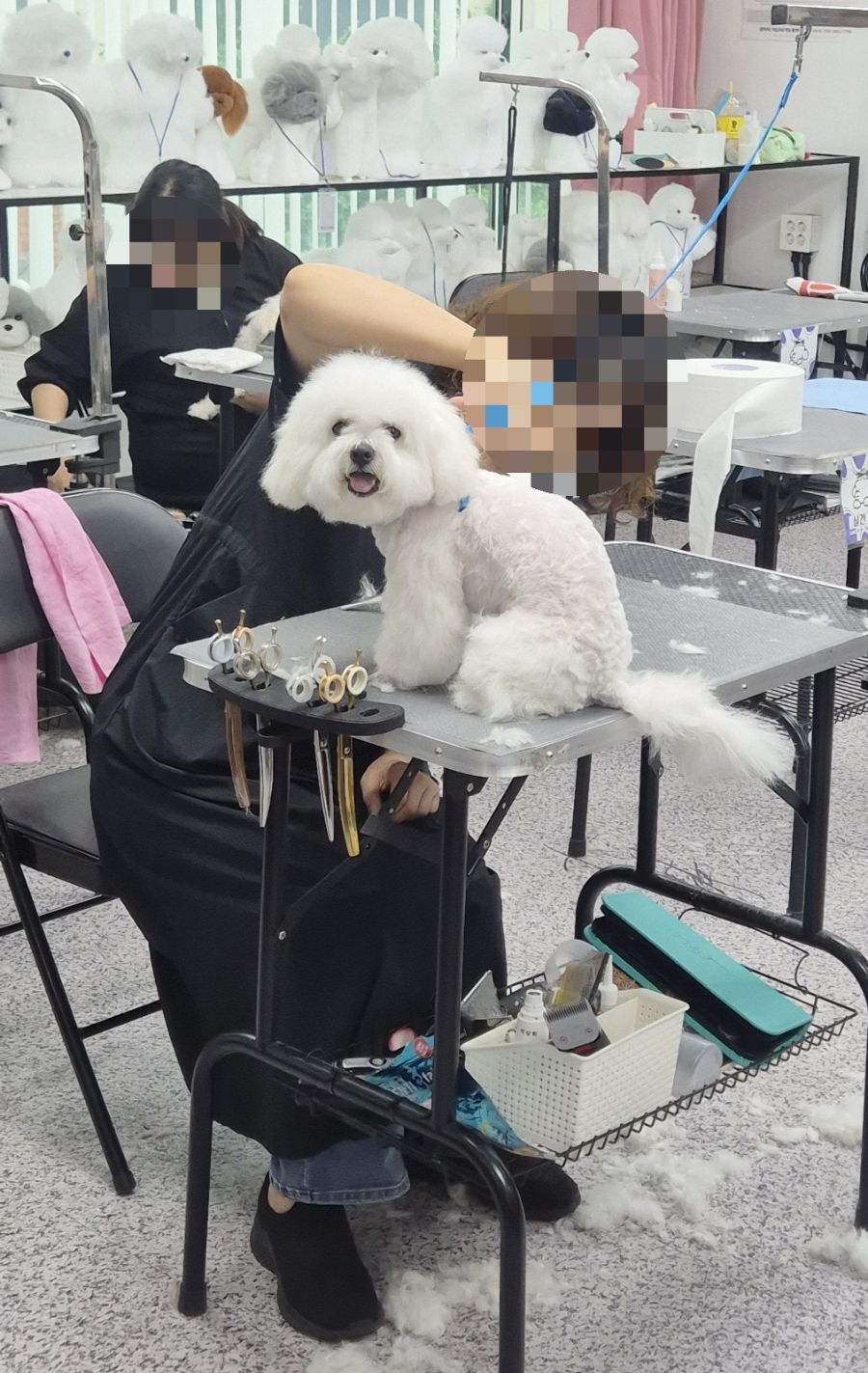 송도 애견미용학원, 실습 환경 직접 보고 결정한 후기 — 사진 3