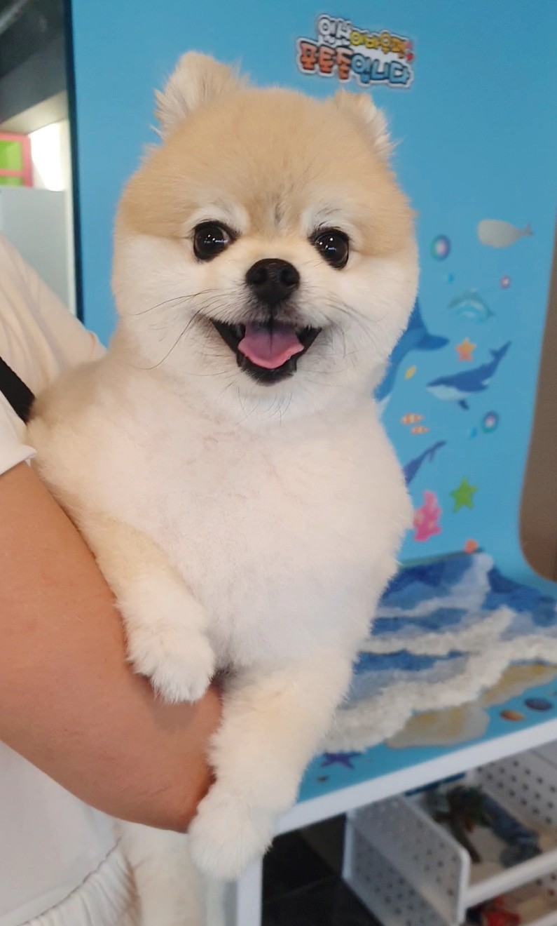 송도 애견미용학원, 실습 환경 직접 보고 결정한 후기 — 사진 6