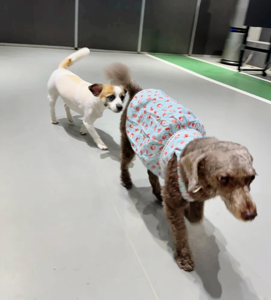 강남 애견호텔 스타몽, 사회성 훈련과 미용까지 한번에 — 사진 5