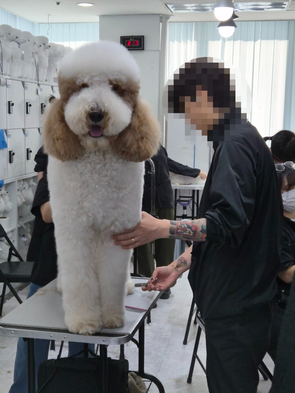인천 계양구 애견미용학원: 취업 위한 실습 과정 비교 — 사진 6