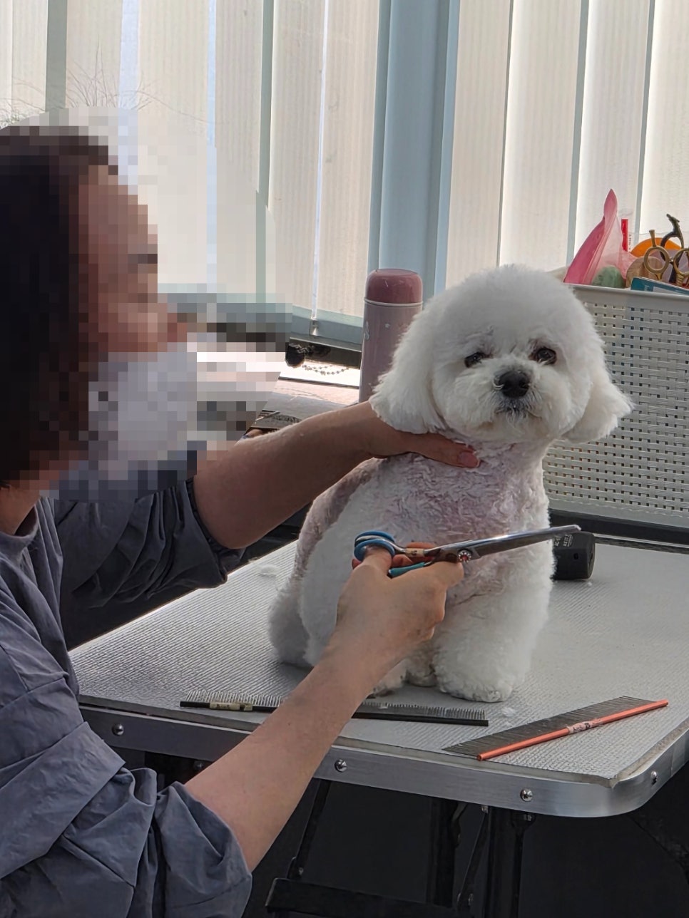 인천 계양구 애견미용학원: 취업 위한 실습 과정 비교 — 사진 7