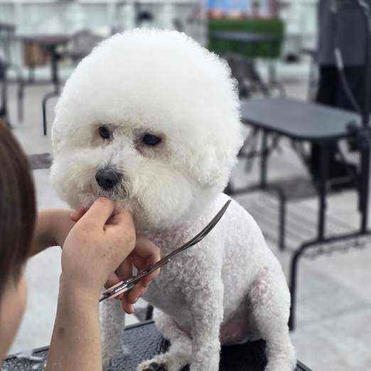 강남 애견미용 학원, 야간반 수업 과정 및 자격증 취득 후기 — 사진 3