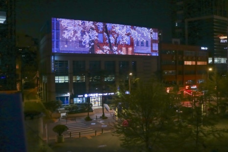 브로콜리 지역정보 관련 사진 34