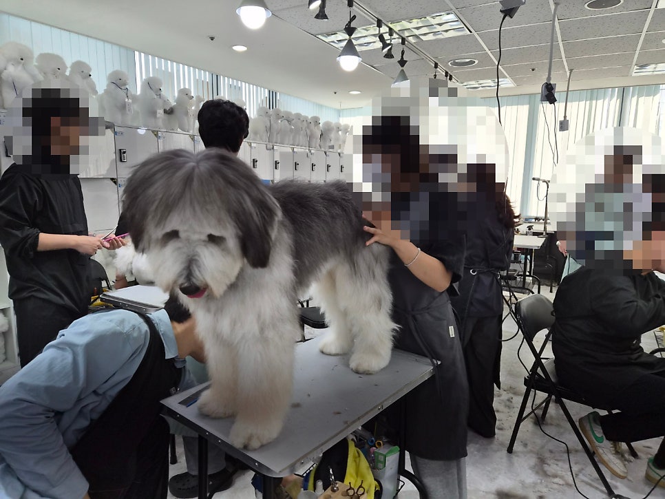 인천 계양구 애견미용학원: 취업 위한 실습 과정 비교 — 사진 3