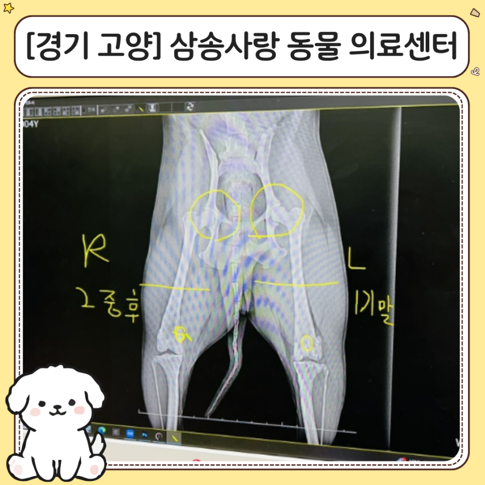 고양 삼송사랑동물의료센터 슬개골 탈구 수술 후기
