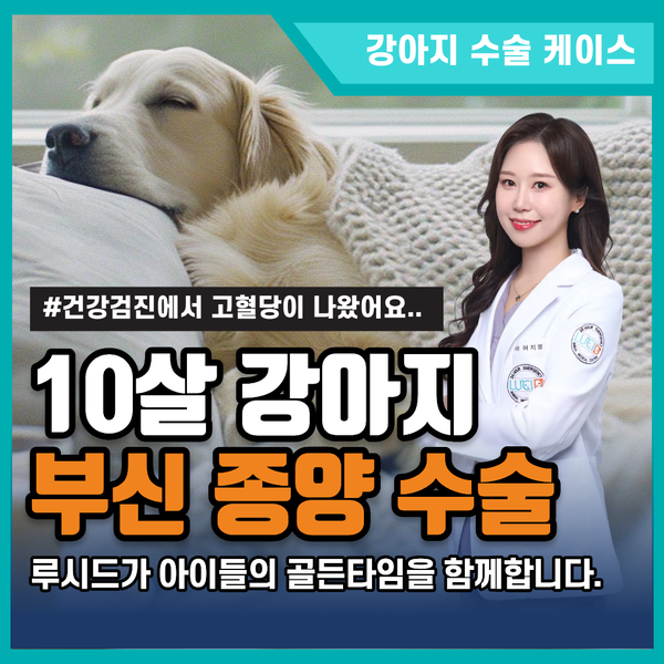강아지 부신 종양 수술, 루시드동물병원 고난도 치료 후기