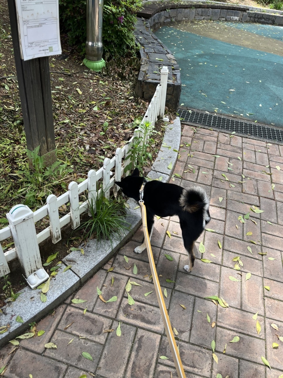 송파 애견호텔 시바견 첫 호텔링, 짱아의 멍찌네하우스 적응기 — 사진 2
