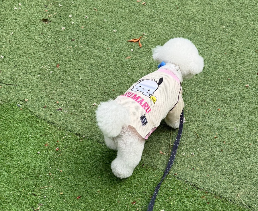 파주 애견카페 강아지나라, 넓은 운동장 후기