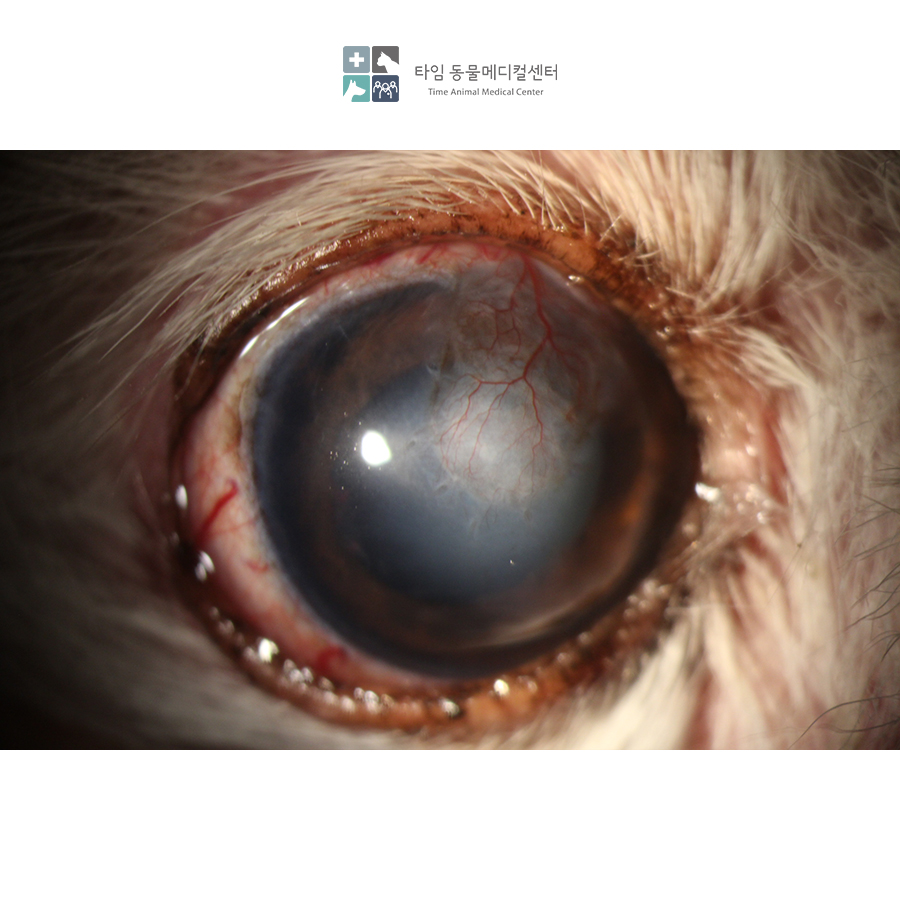 강아지 각막궤양 CCT 수술, 타임동물병원에서 안전하게 — 사진 6