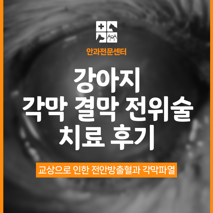 강아지 각막궤양 CCT 수술, 타임동물병원에서 안전하게
