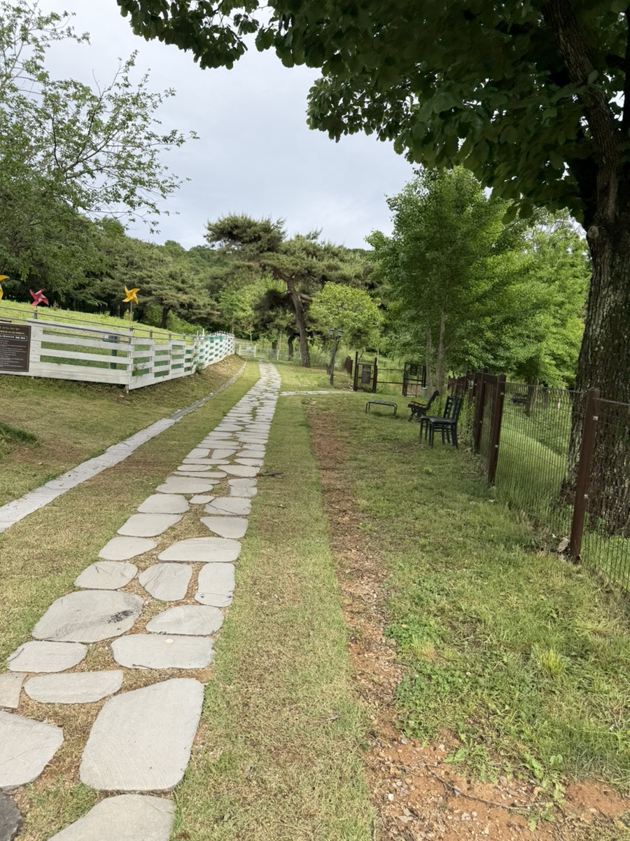 파주 애견카페 강아지나라, 넓은 운동장 후기 — 사진 15