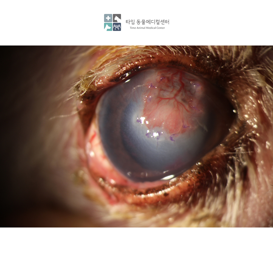 강아지 각막궤양 CCT 수술, 타임동물병원에서 안전하게 — 사진 5