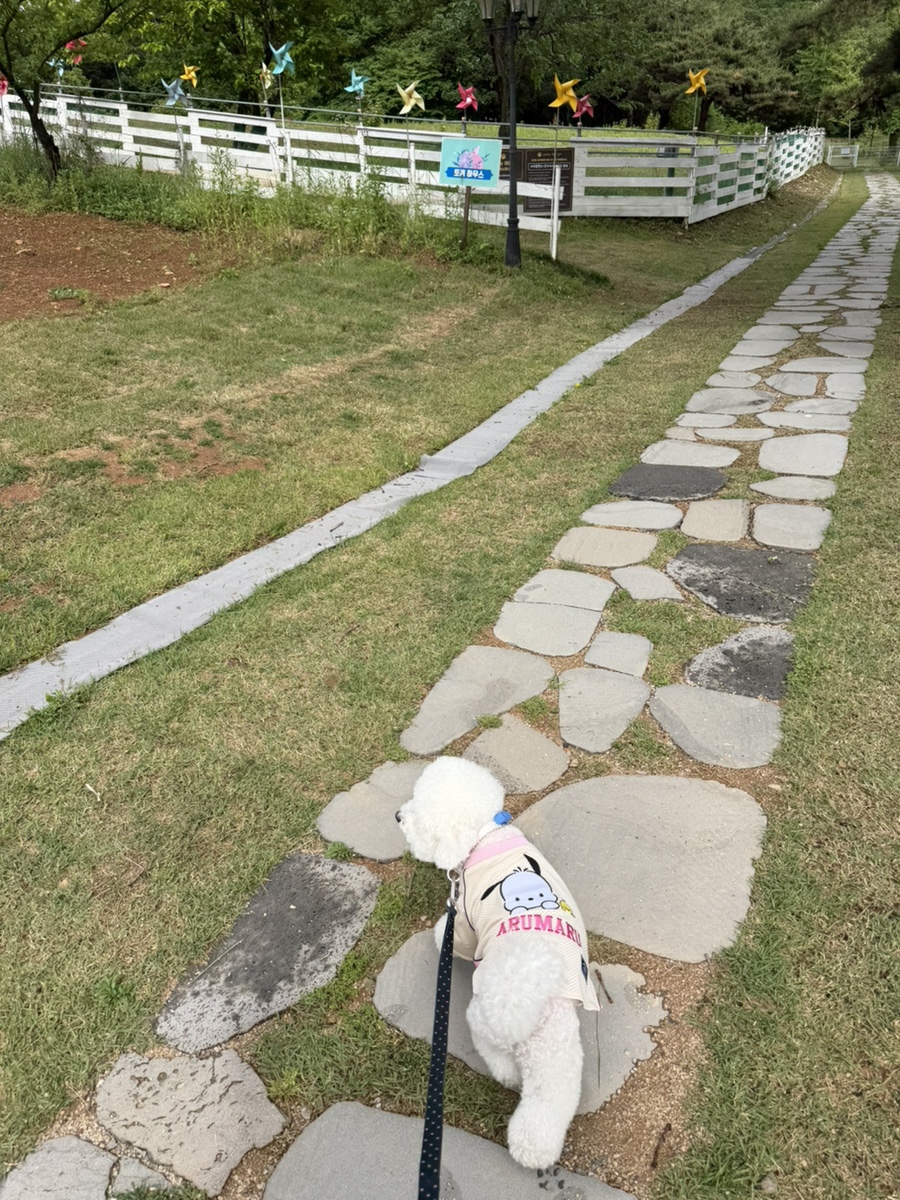 파주 애견카페 강아지나라, 넓은 운동장 후기 — 사진 13