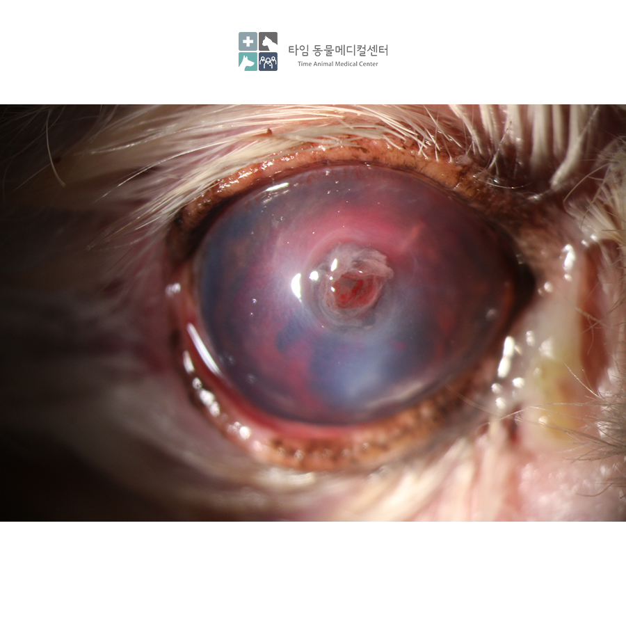 강아지 각막궤양 CCT 수술, 타임동물병원에서 안전하게 — 사진 3