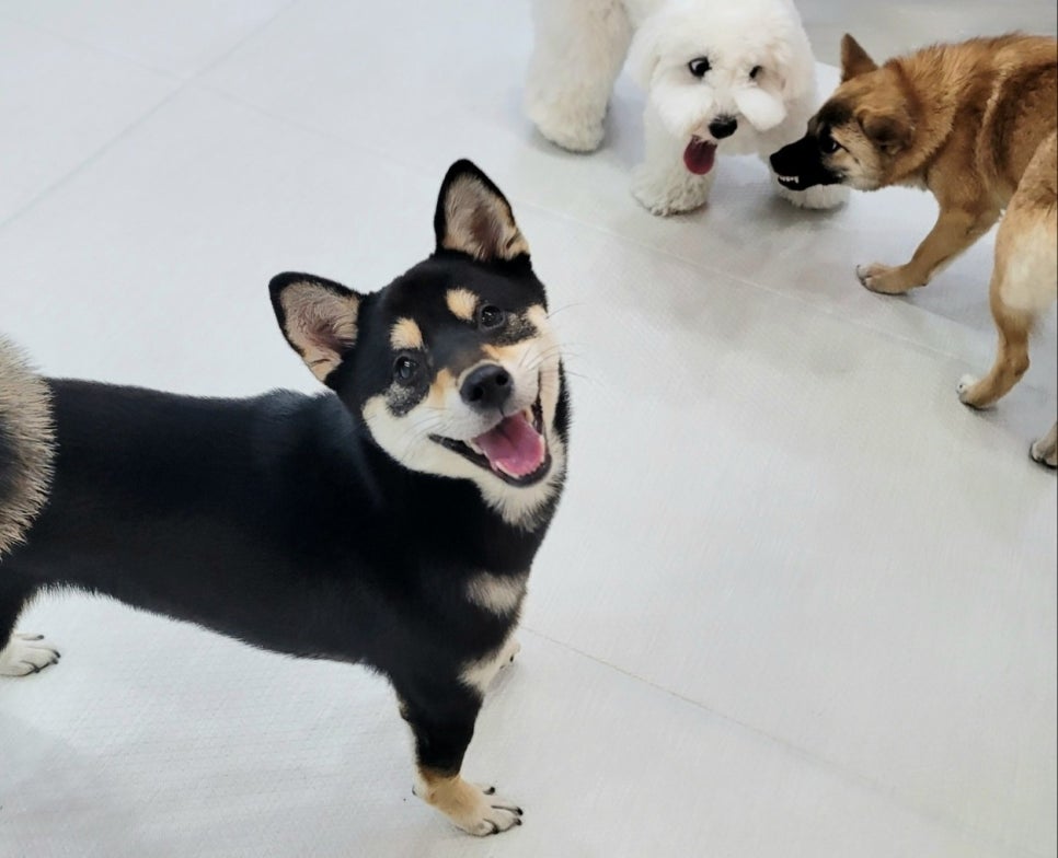 송파 애견호텔 시바견 첫 호텔링, 짱아의 멍찌네하우스 적응기 — 사진 10