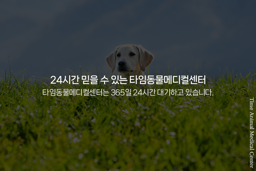 강아지 각막궤양 CCT 수술, 타임동물병원에서 안전하게 — 사진 8