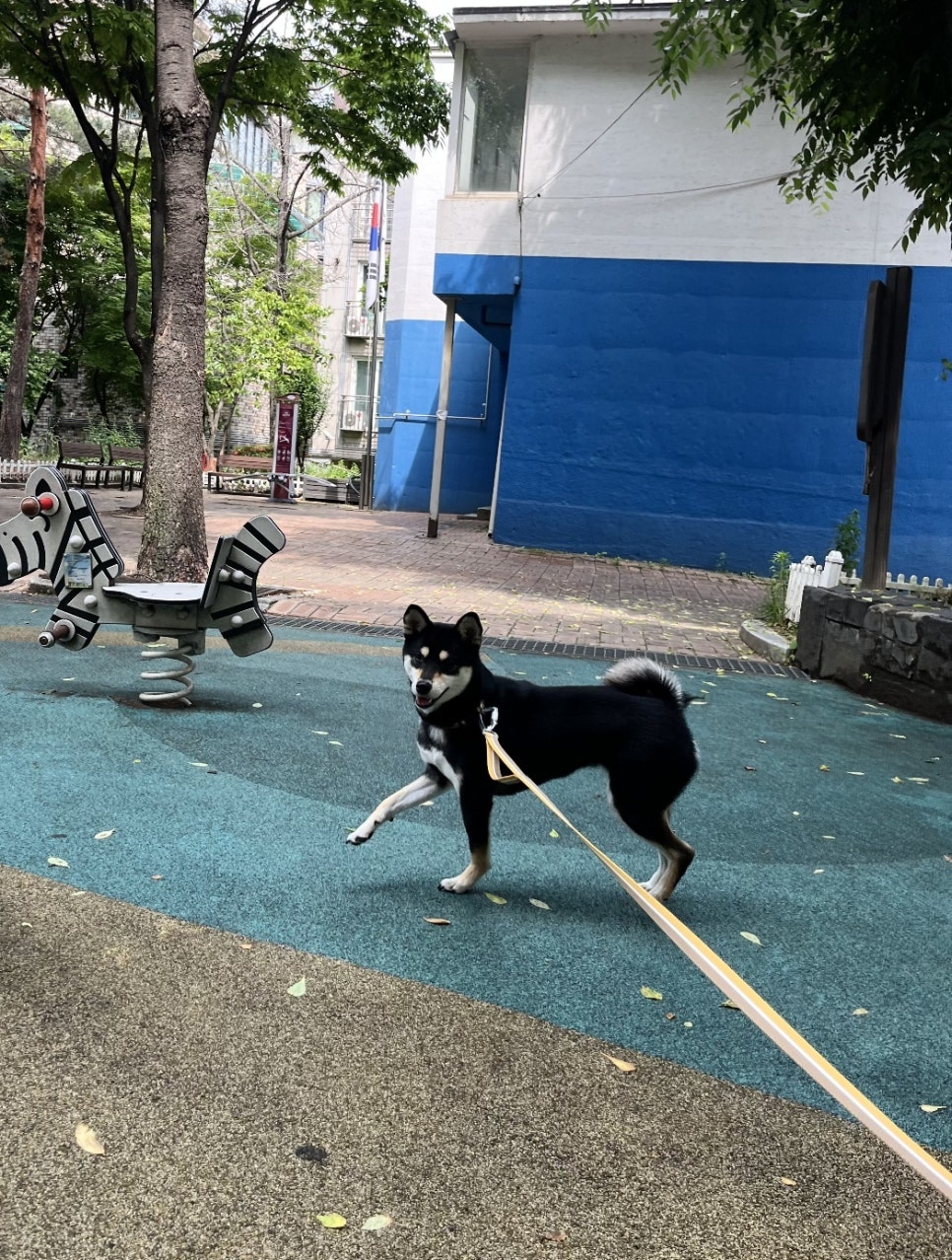 송파 애견호텔 시바견 첫 호텔링, 짱아의 멍찌네하우스 적응기 — 사진 3