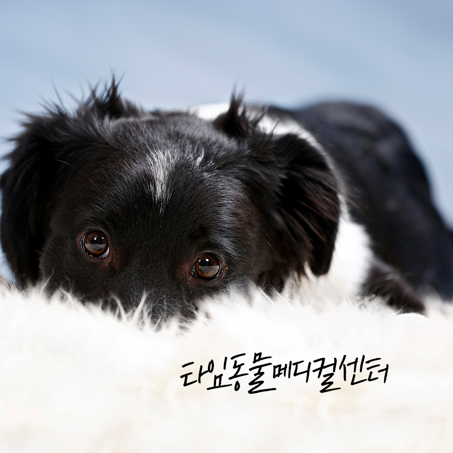 강아지 각막궤양 CCT 수술, 타임동물병원에서 안전하게 — 사진 7