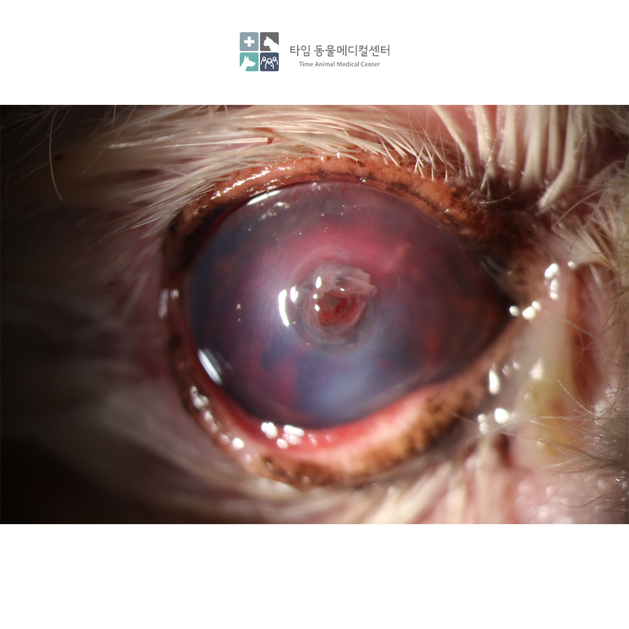 강아지 각막궤양 CCT 수술, 타임동물병원에서 안전하게 — 사진 2