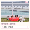 파주 애견카페 오프리쉬독파크: 비 오는 날에도 신나는 물놀이 — 사진 2