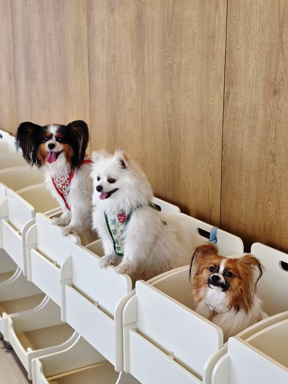 파주 애견카페 오프리쉬독파크: 비 오는 날에도 신나는 물놀이 — 사진 7