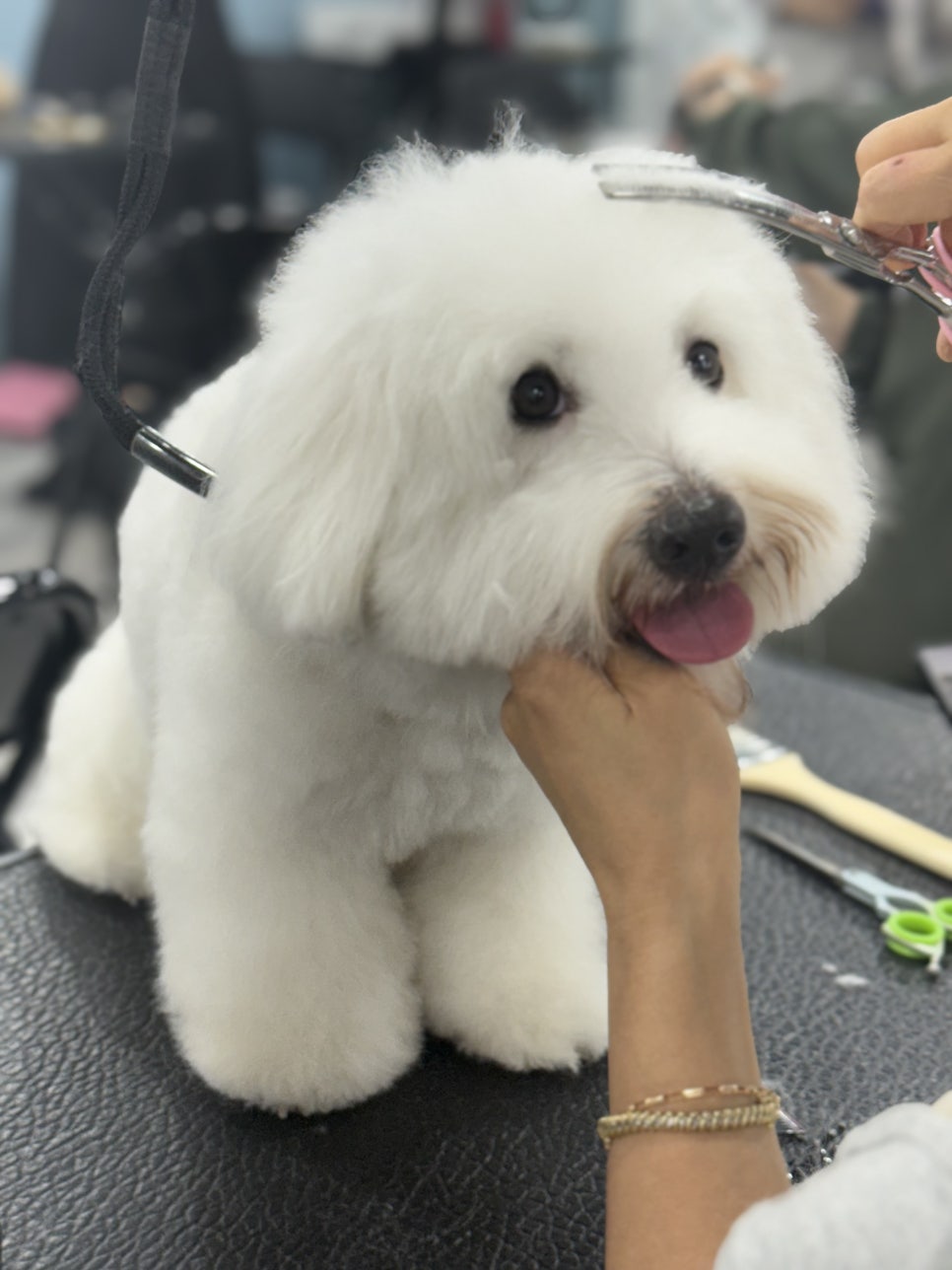 노원 애견미용학원, 초보도 취업까지 성공하는 과정 — 사진 9