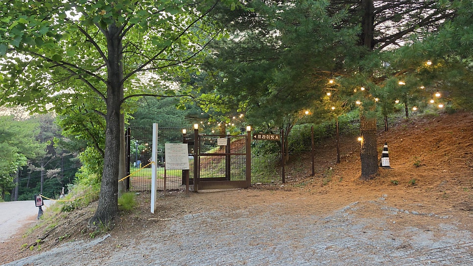 용인 테일45 프라이빗B 대관 후기: 대형견 놀이터 추천 — 사진 16