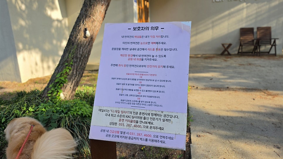 용인 테일45 프라이빗B 대관 후기: 대형견 놀이터 추천 — 사진 5