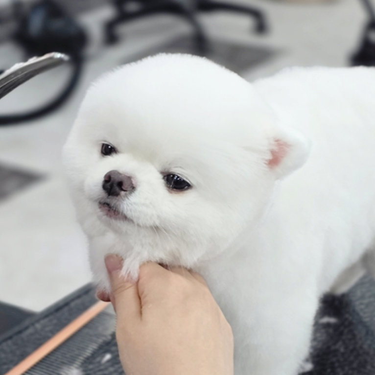 대구 애견미용학원 자격증 주말반 비용 및 후기 — 사진 3