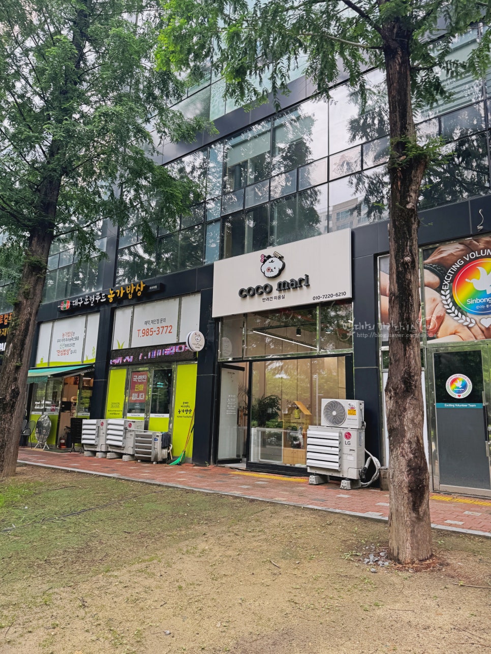 대구 동구 포메라니안 가위컷 전문 코코마리 미용 후기 — 사진 2
