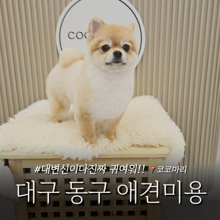 대구 동구 포메라니안 가위컷 전문 코코마리 미용 후기