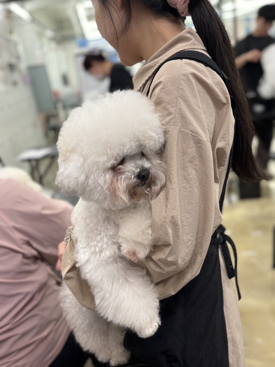 부평 애견미용 배우기: 셀프미용부터 창업까지 장점 분석 — 사진 7
