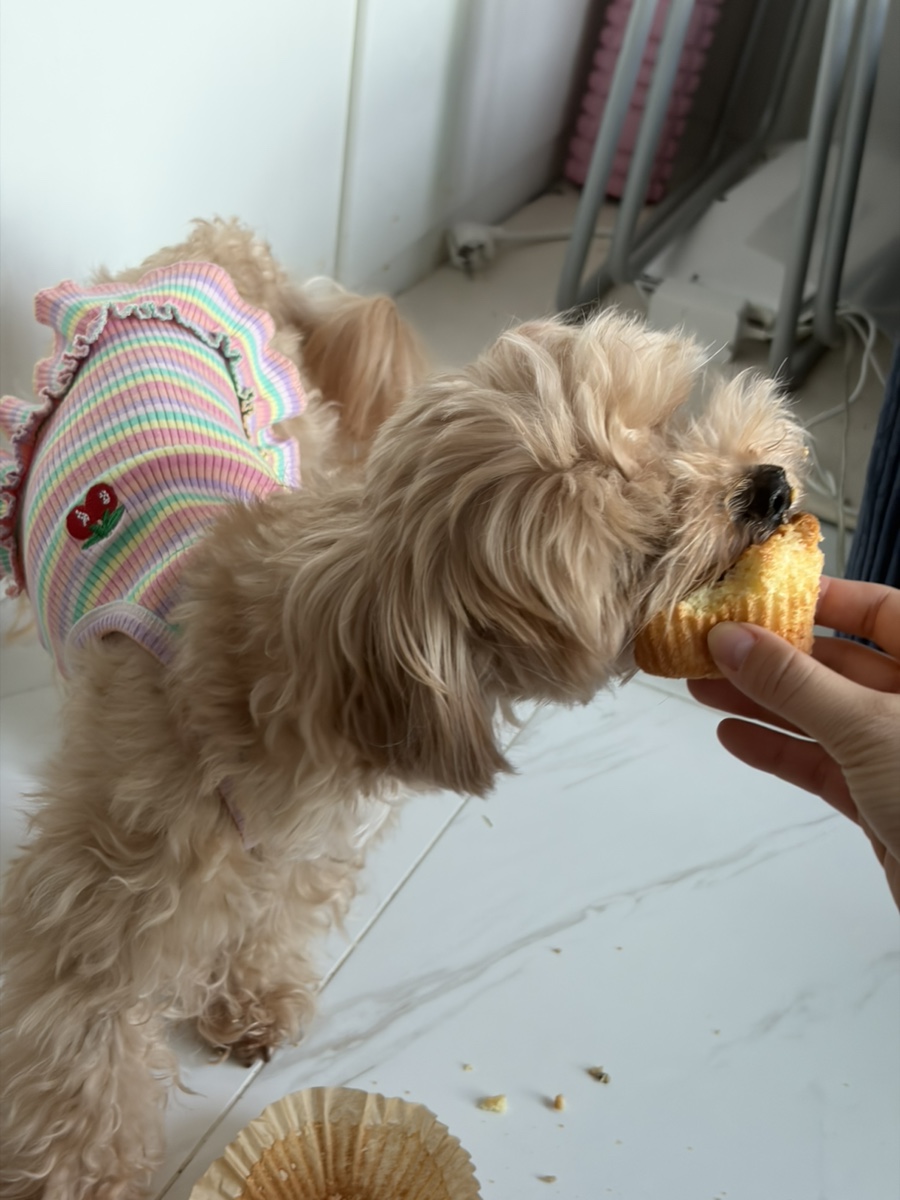 부천 강아지 생일 머핀, 행구당 수제 간식 후기 — 사진 15