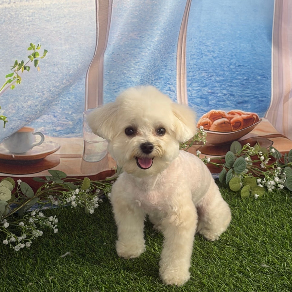 강남 애견미용학원 실습 중심 커리큘럼 및 비용 안내 — 사진 13