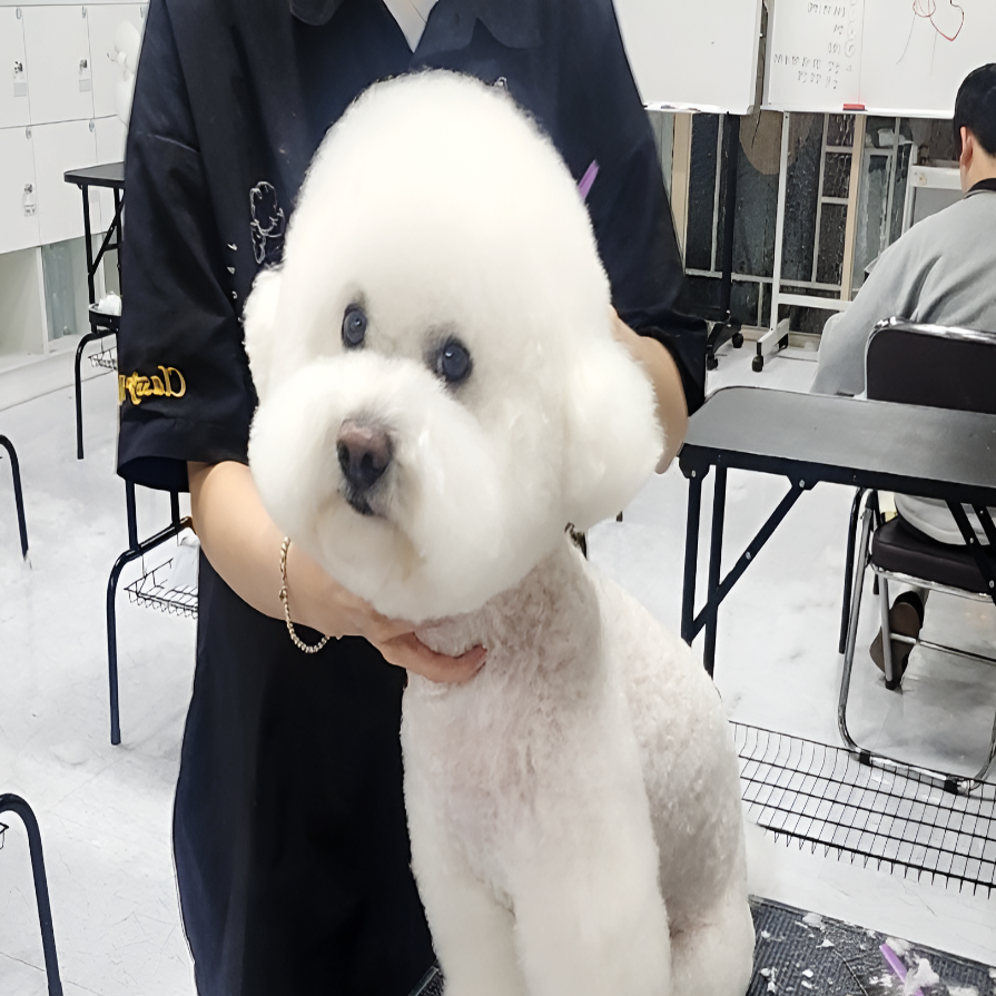 부산 동래구 애견미용학원 주부 주말반 자격증 과정 — 사진 5