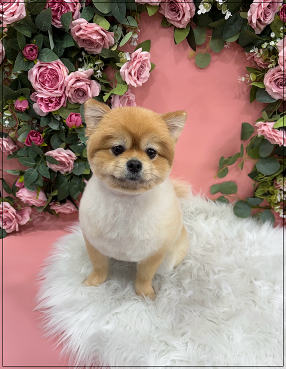부평 애견미용학원 이바우펫, 실견 실습으로 미래 준비 — 사진 5