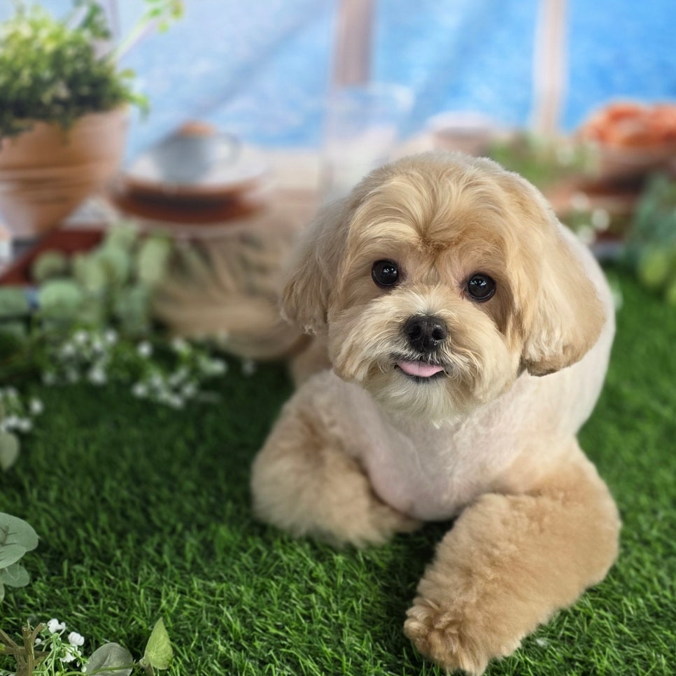 강남 애견미용학원 실습 중심 커리큘럼 및 비용 안내 — 사진 12
