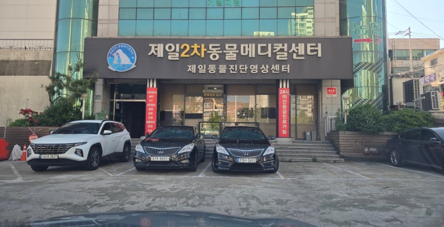 부산 24시 동물병원, 강아지 뇌척수염 치료 비용 및 후기