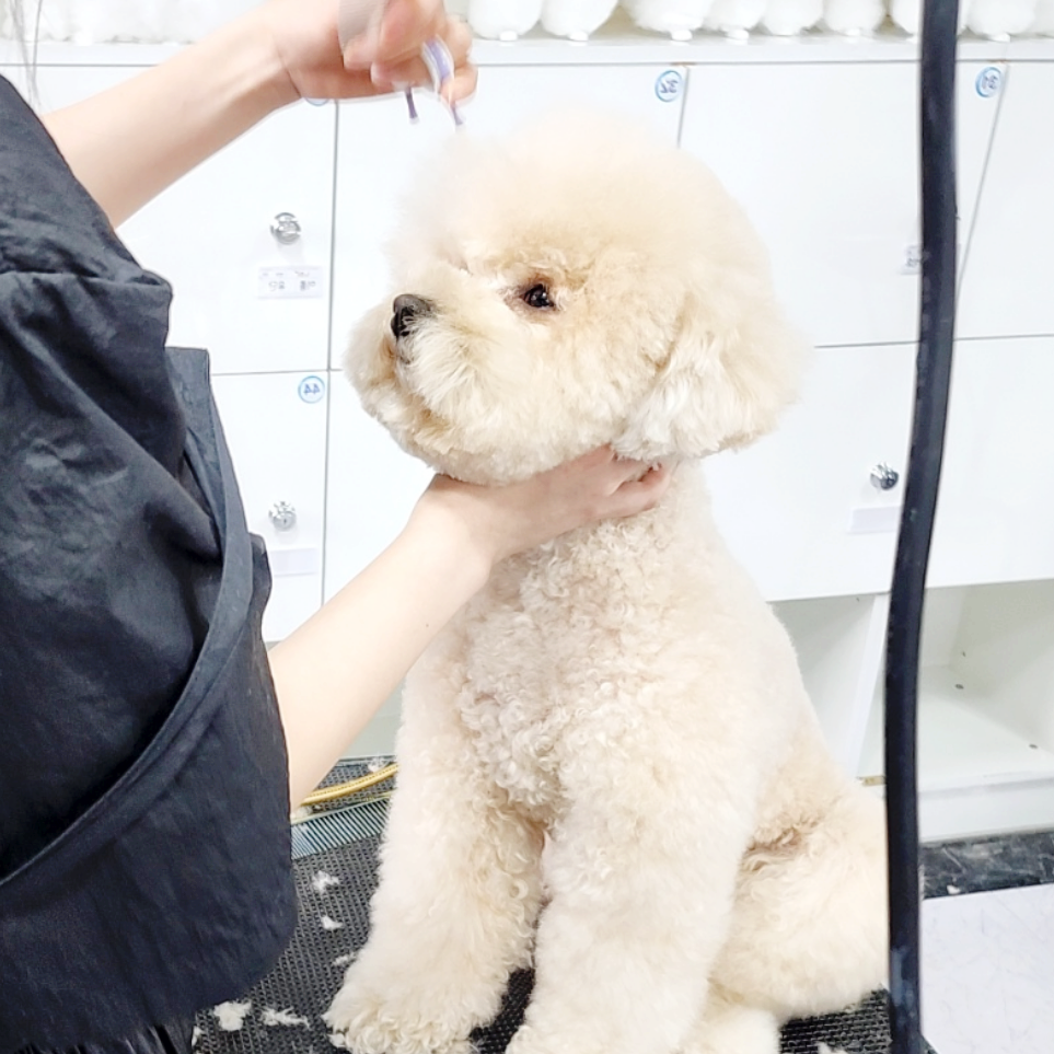 부산 동래구 애견미용학원 주부 주말반 자격증 과정 — 사진 3