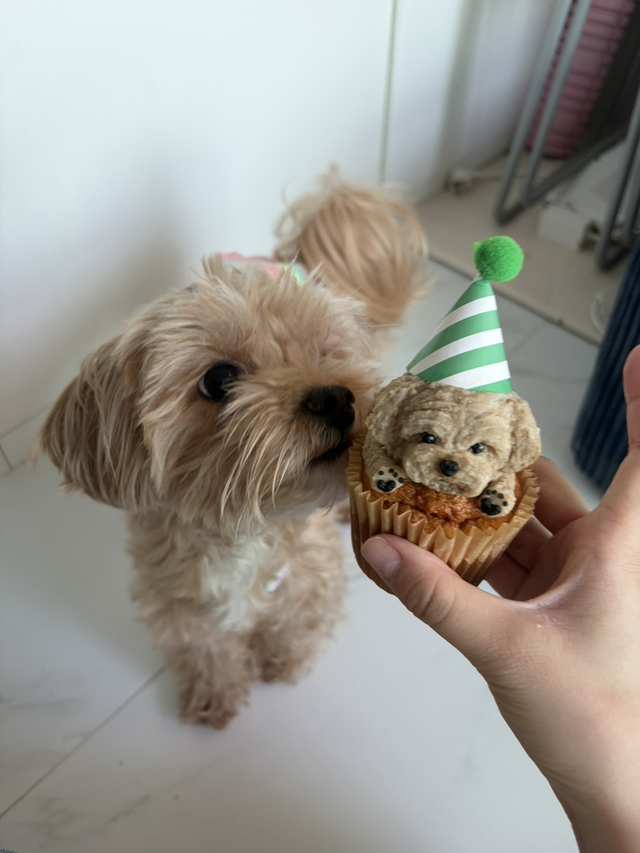 부천 강아지 생일 머핀, 행구당 수제 간식 후기 — 사진 14