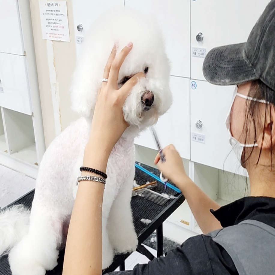 부산 동래구 애견미용학원 주부 주말반 자격증 과정 — 사진 4