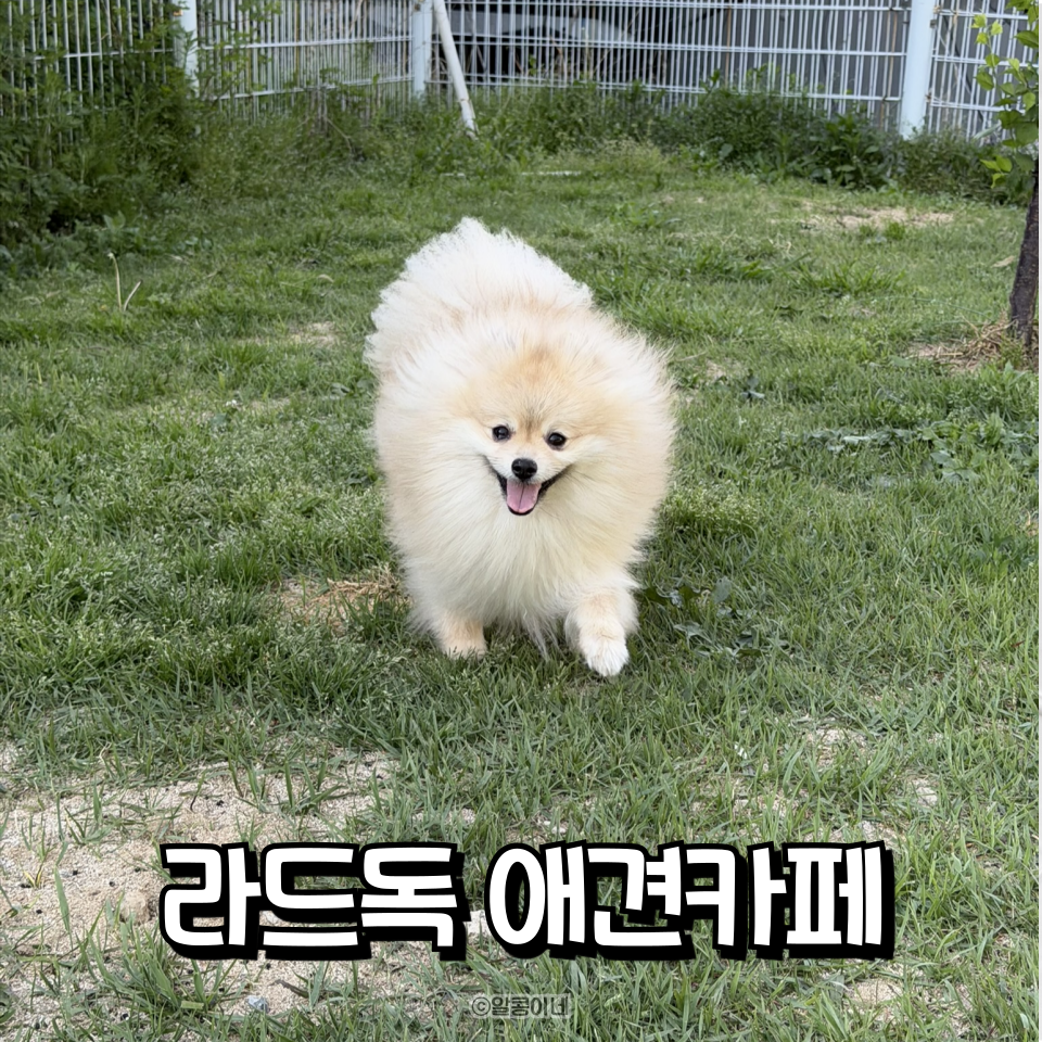 성남 대형견 가능한 천연잔디 강아지 운동장 라드독 후기 — 사진 4
