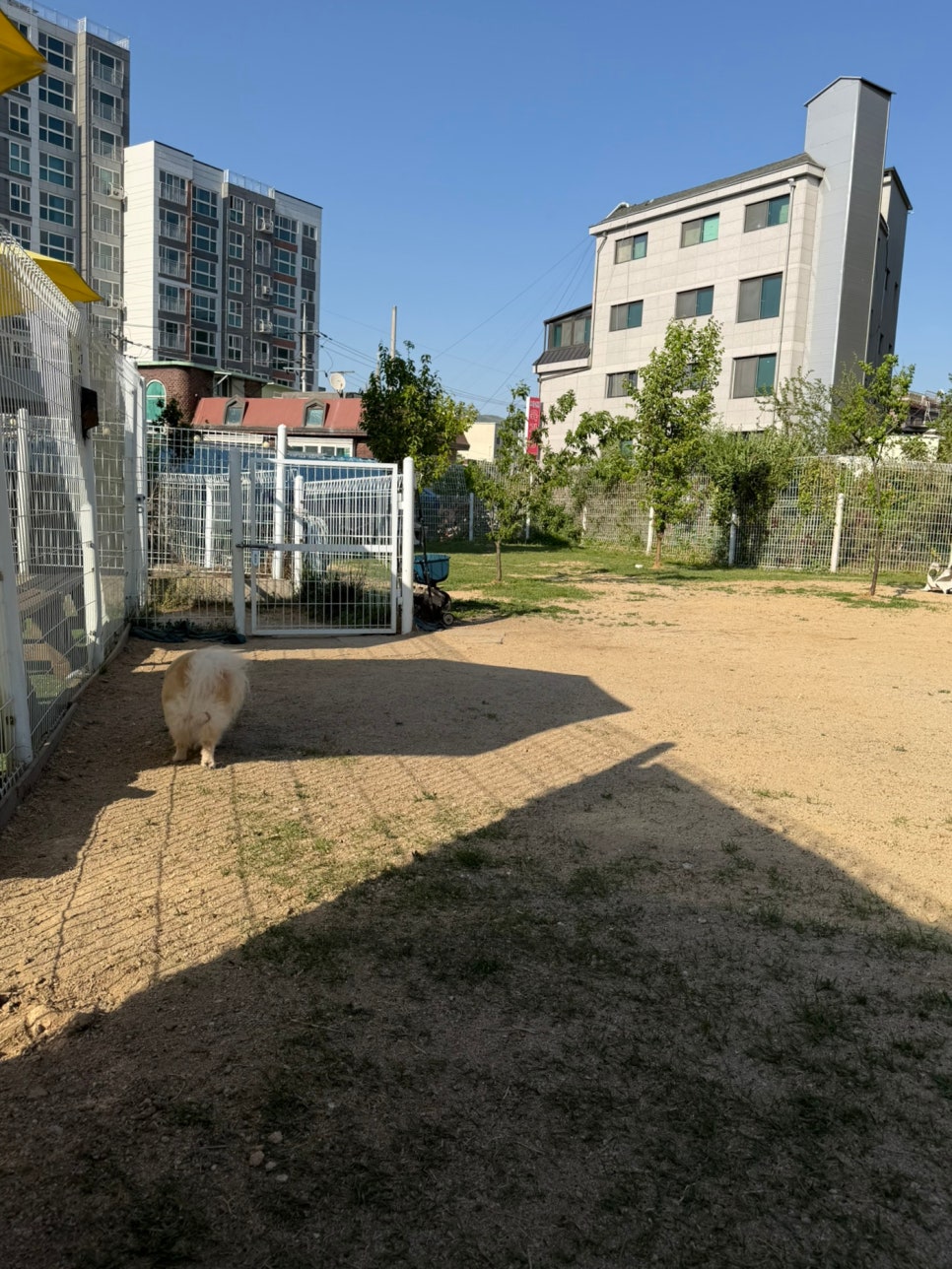 성남 대형견 가능한 천연잔디 강아지 운동장 라드독 후기 — 사진 20