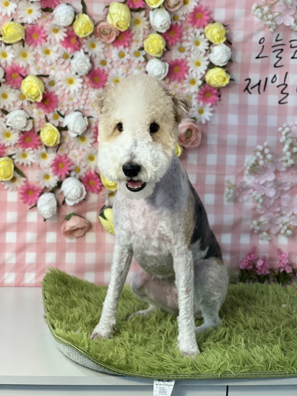 영등포 애견미용학원, 40대 건설인 창업 도전 후기 — 사진 2