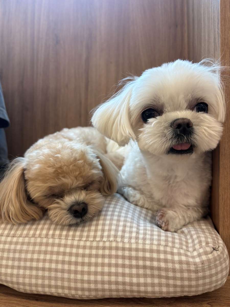동탄 애견카페 너를위한카페: 미용부터 호텔까지 원스톱 솔루션 — 사진 13