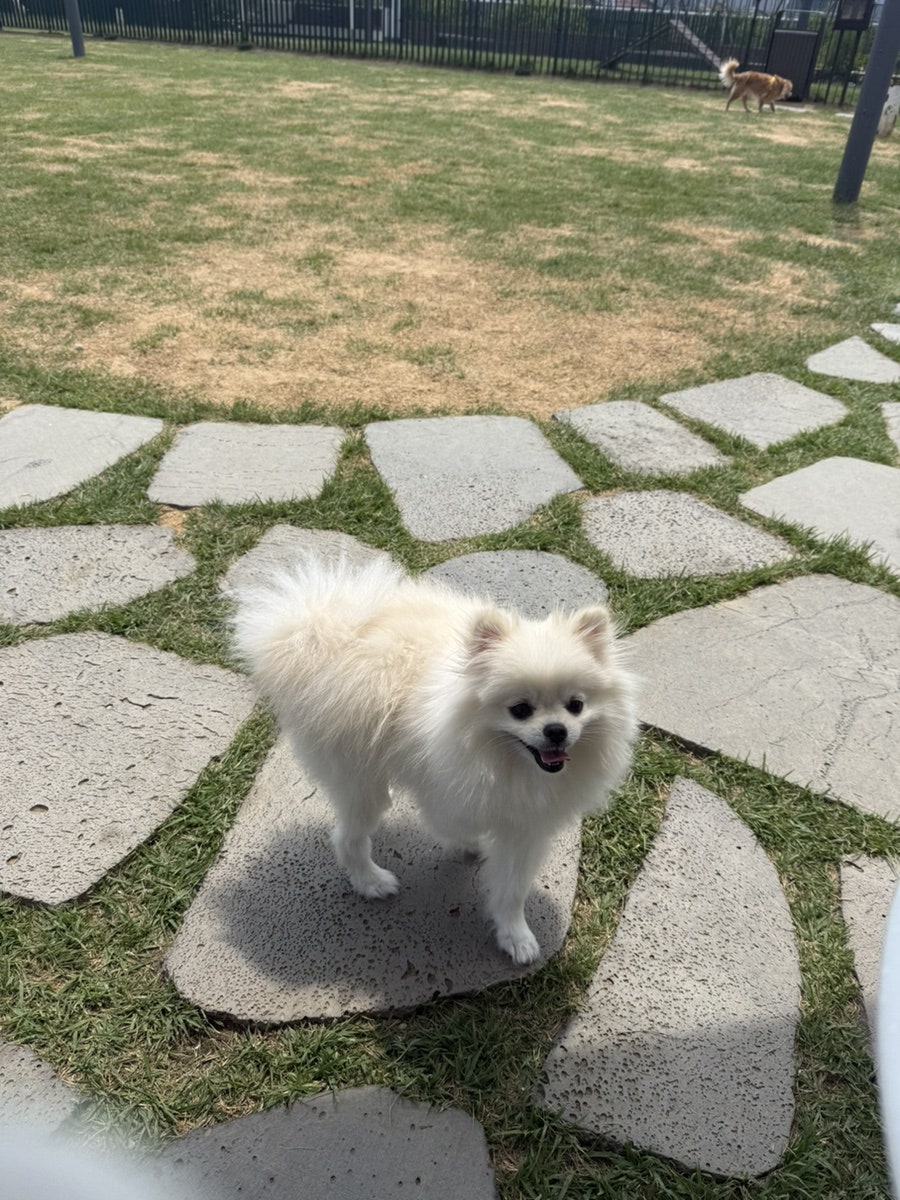 수원 스타필드 애견카페 디어테일, 강아지 동반 후기 — 사진 8