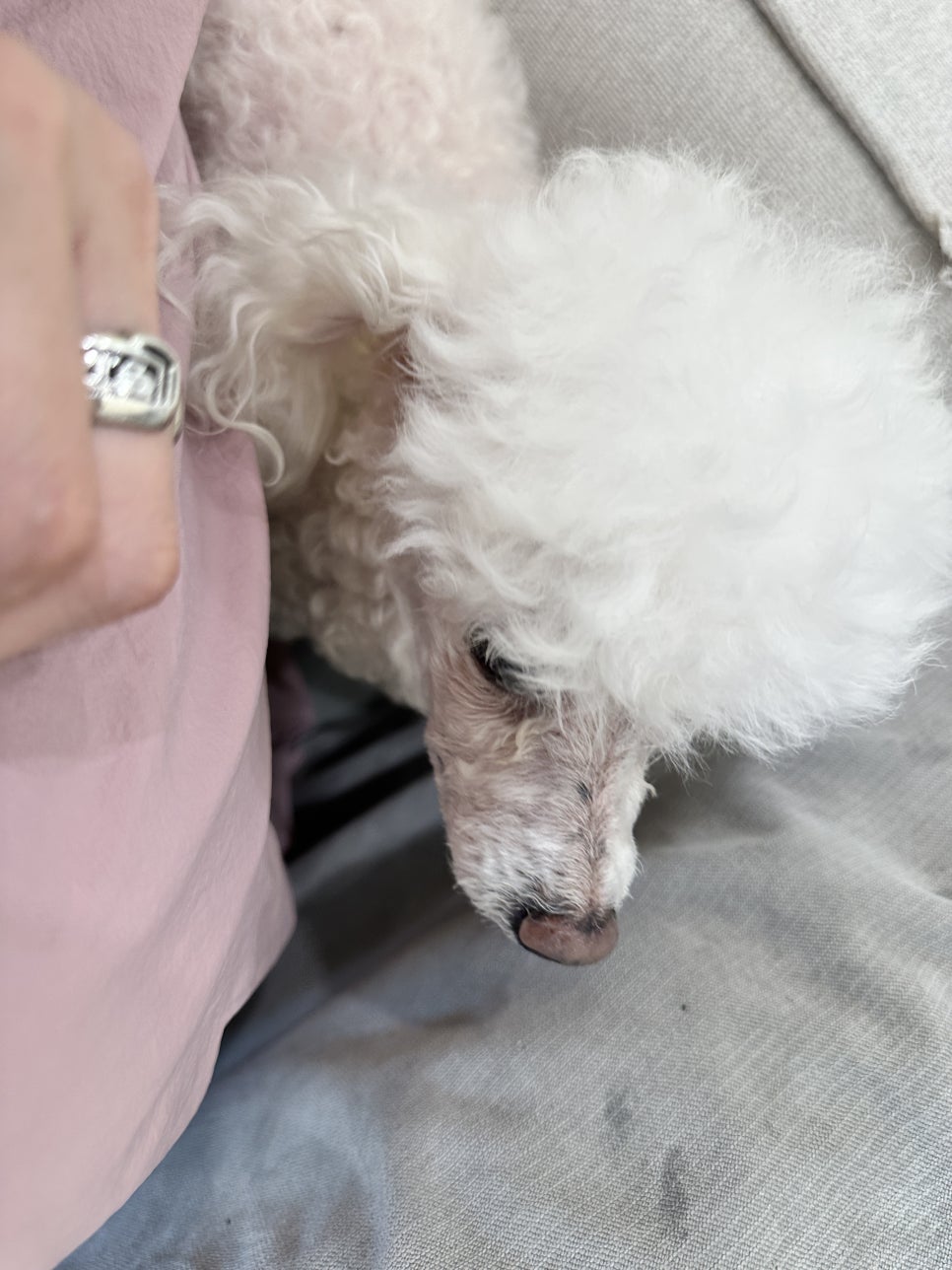 안양 애견호텔 첫 경험: 1박 2일 후 달라진 강아지 모습 — 사진 3