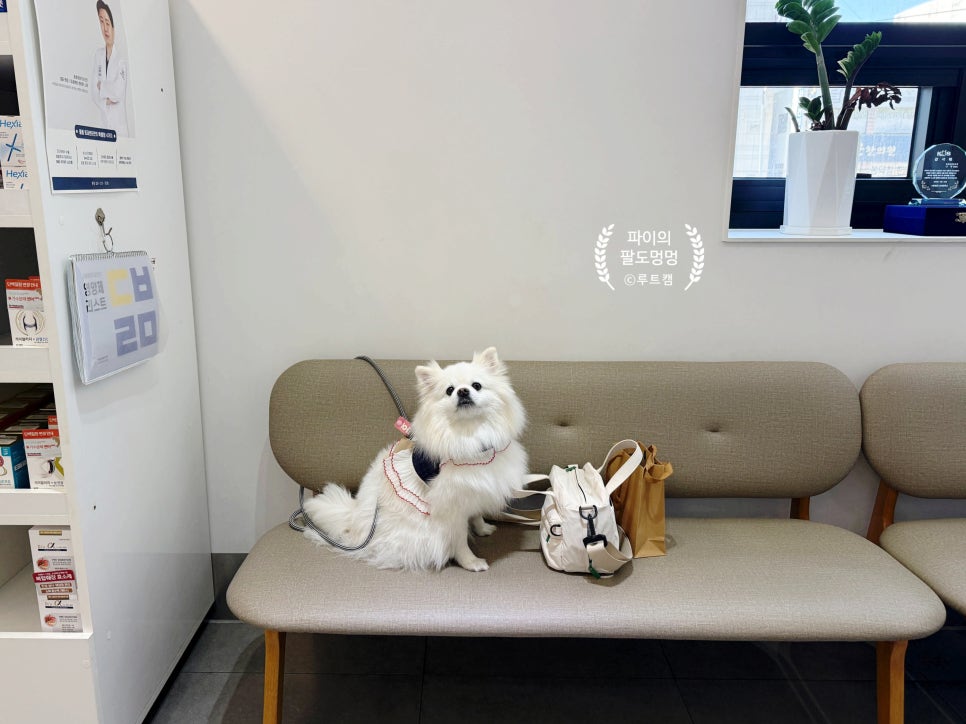수원 돌봄동물병원 강아지 종합건강검진 후기 — 사진 2