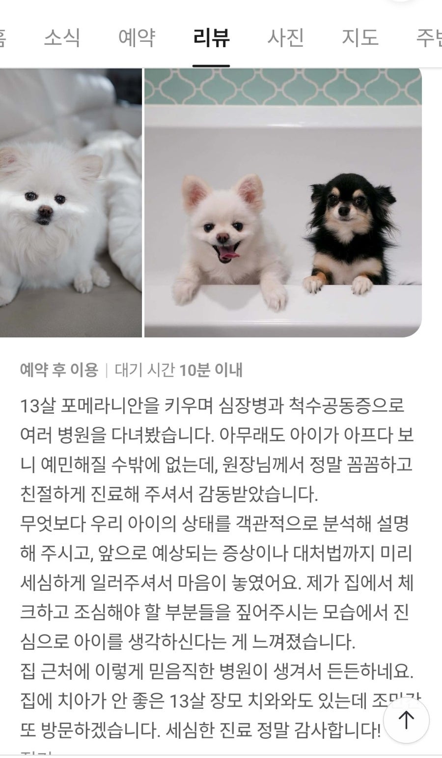 강아지 심장초음파 비용 합리적인 위례튼튼동물병원 후기 — 사진 5