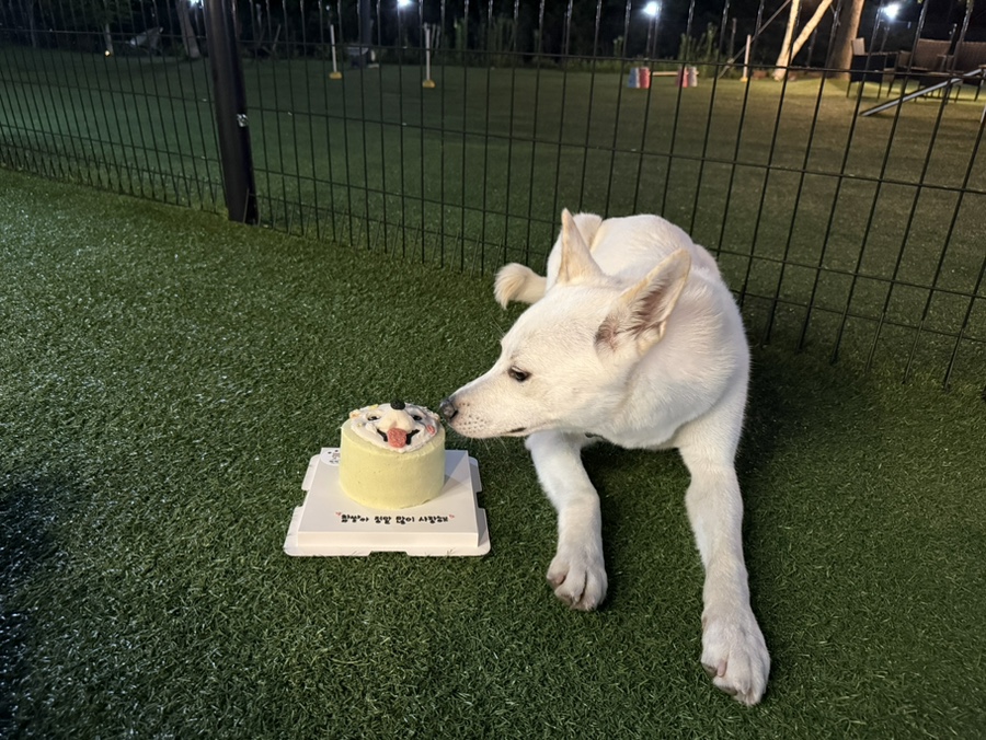 수원 강아지 생일 케이크 주문 제작, 까까가개 맞춤 디자인 — 사진 9